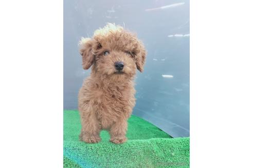 成約済の兵庫県のトイプードル-172878の2枚目